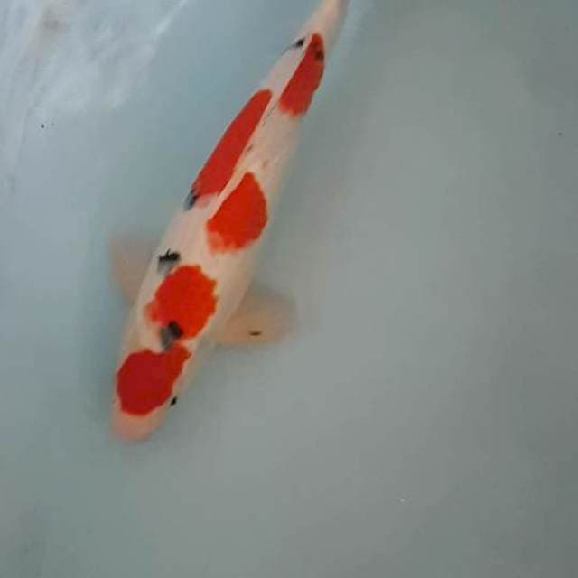 Sanke 41 cm jantan