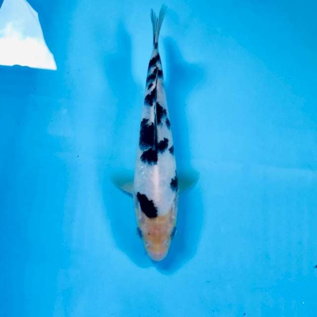 Bekko, 20 cm