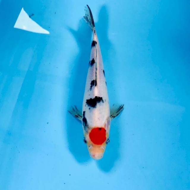 Tancho Sanke, 20 cm