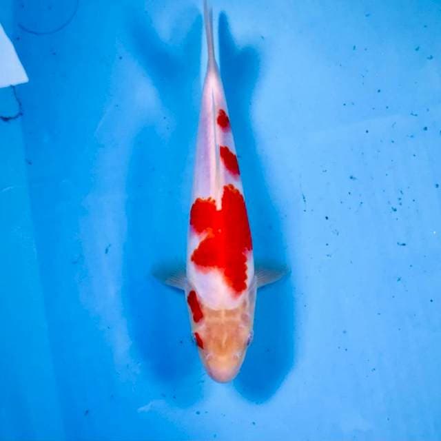 Kohaku, 22 cm