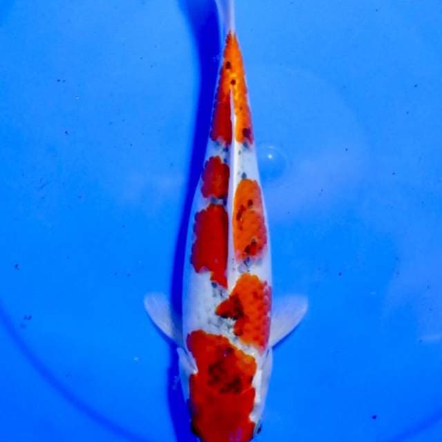Goshiki 29 cm