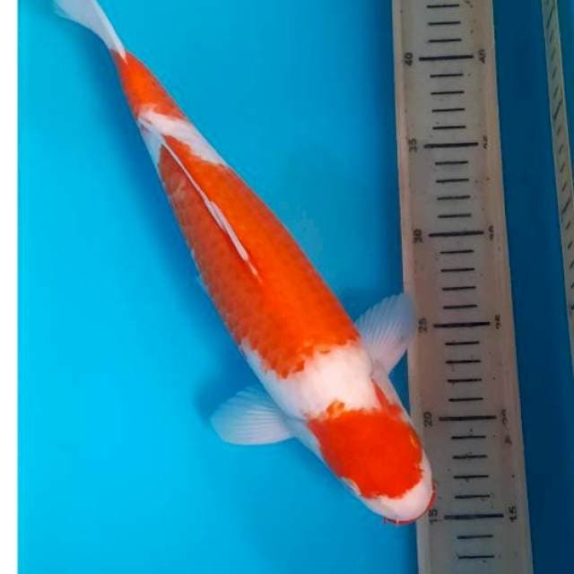 Kohaku 34cm