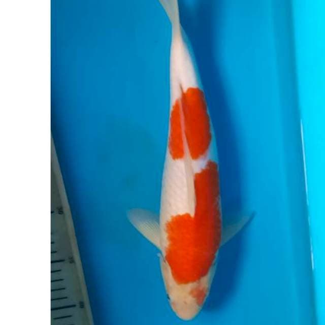 Kohaku 32cm