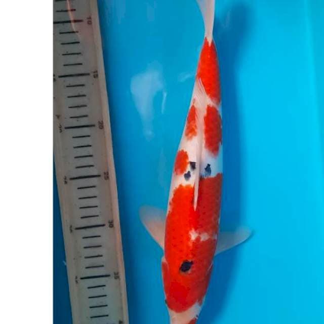 Kohaku sanke 34cm