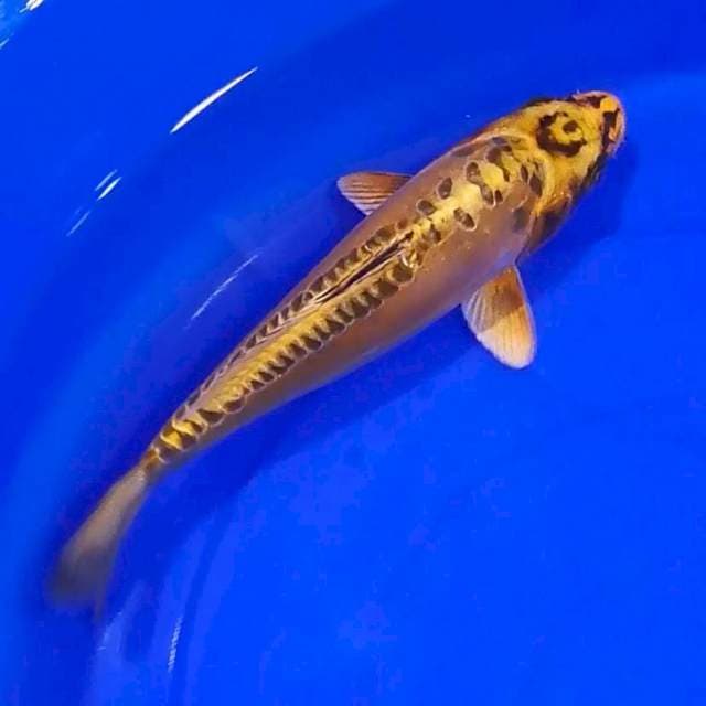 Kawarimono SQ 30cm👍🏻👍🏻👍🏻