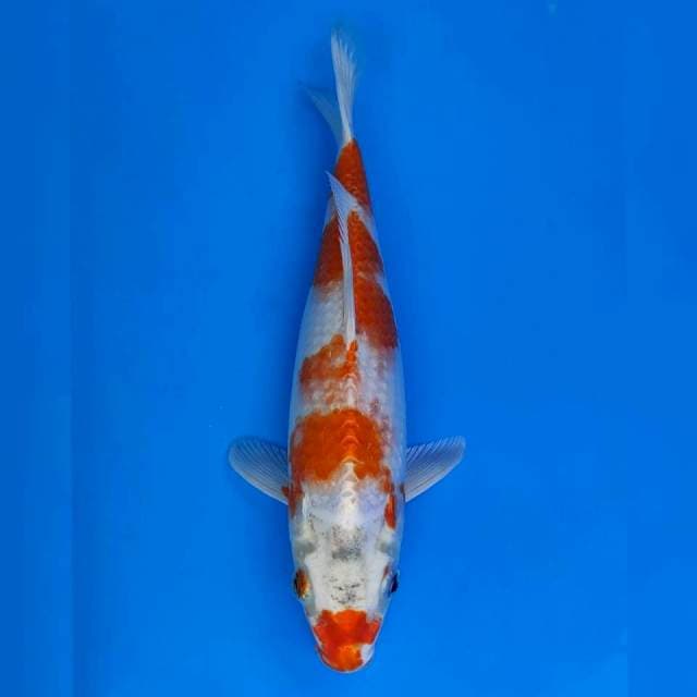 Okawa Hariwake