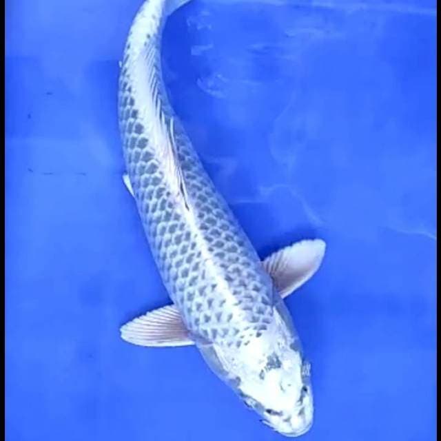 MUKASHI # 32CM