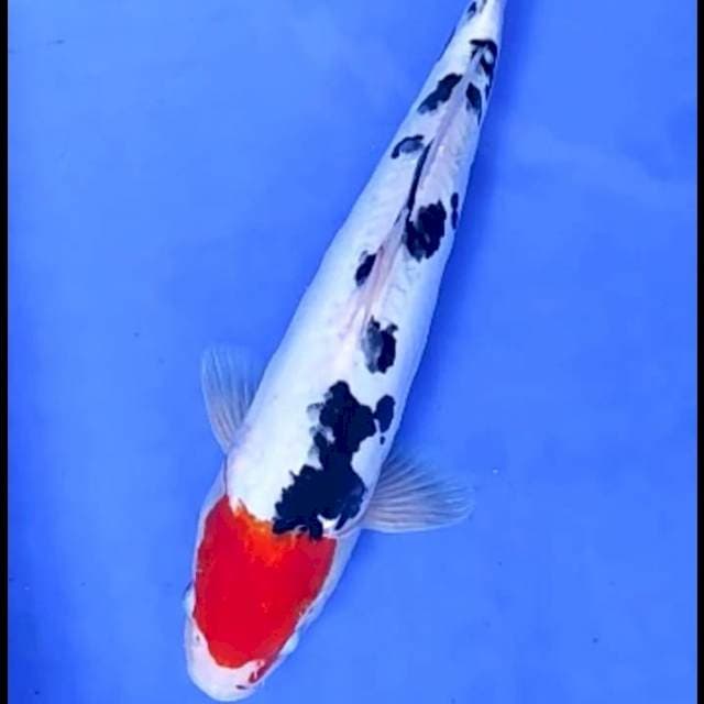 TANCHO SANKE DOITSU # 31CM MALE