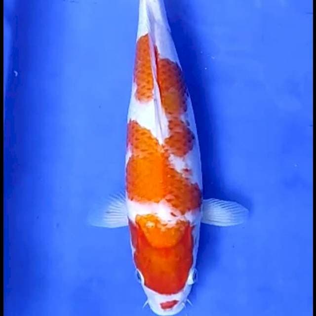 KOHAKU BAGUS # 36CM