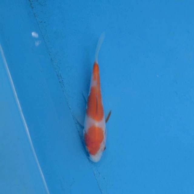 Kohaku F1