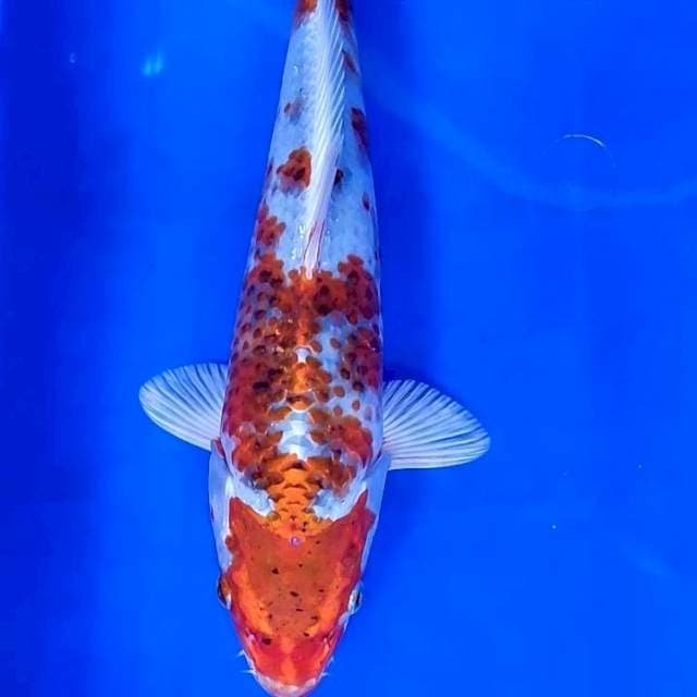 KUJAKU MALE # 30CM