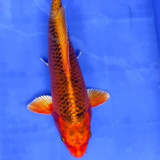 HIKARI MATSUBA # 33CM