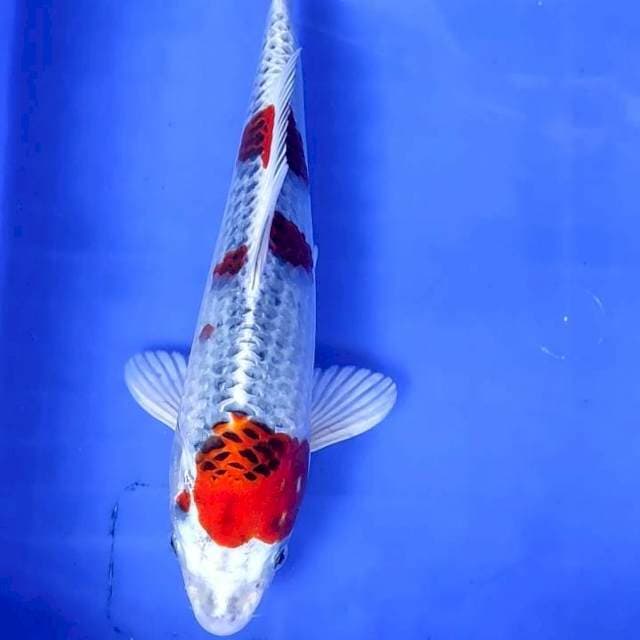 KUJAKU # 25CM