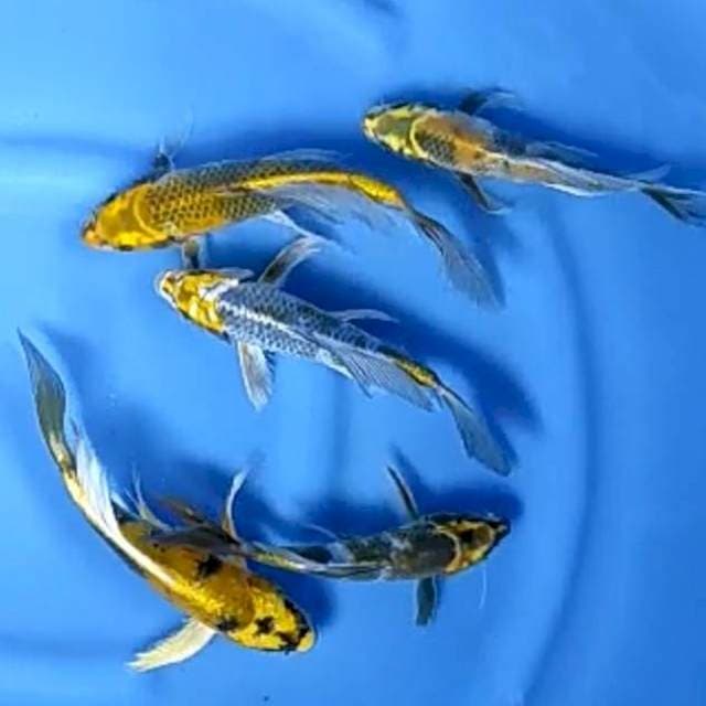 5 EKOR KIN SHOWA SLAYERS # 20-26CM