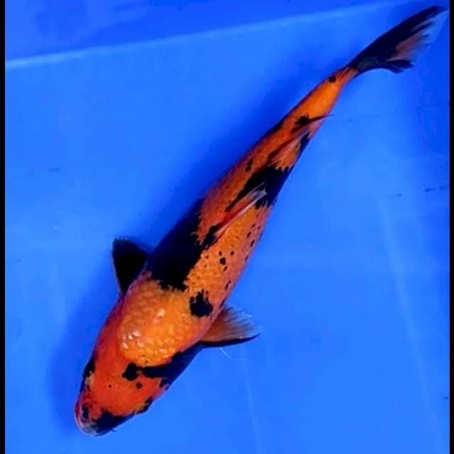HI UTSURI # 28CM