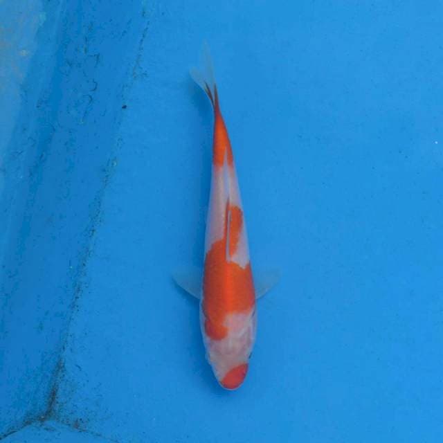 Kohaku Ori F1