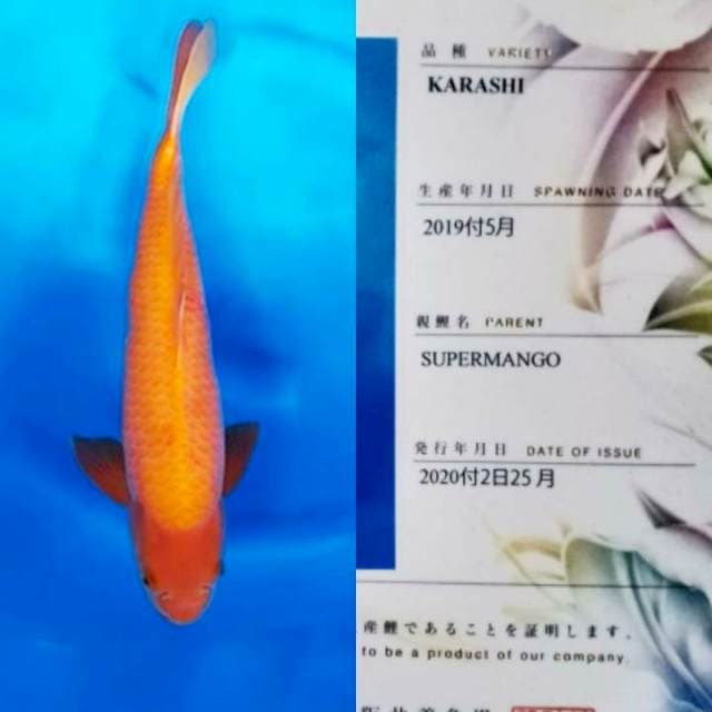 Karashi (Super Manggo) 50bu Sakai Fish Farm Certy