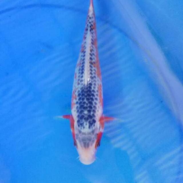 Asagi 26 cm