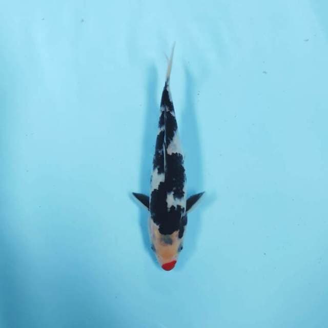 BLACK KUCIBENI