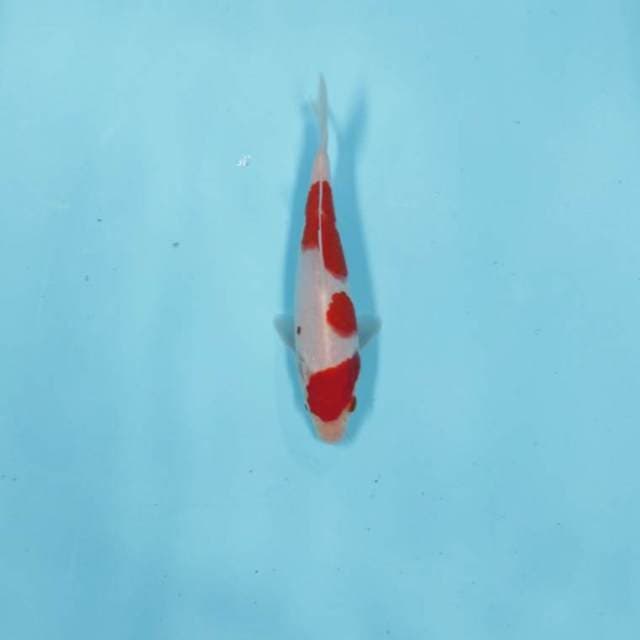 CEPLOK 3