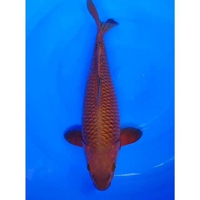 Chagoi Tembaga Penjinak Kolam Berpunuk 35cm (F)
