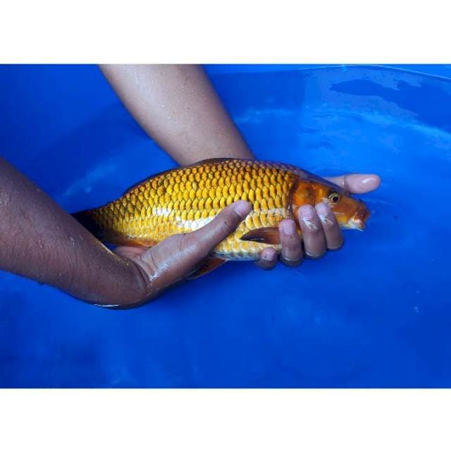 Chagoi Tembaga Penjinak Kolam Berpunuk 35cm (F)