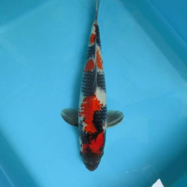 4. KENZEI ~ SHOWA SANSOKU,-