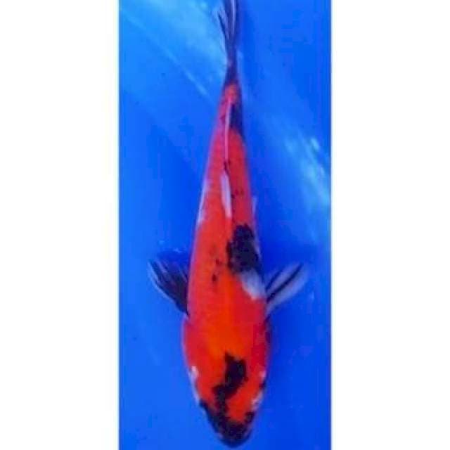 Strong Showa Sanshoku 22cm (F)