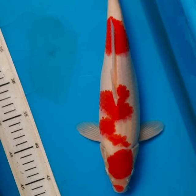 Kohaku 34cm