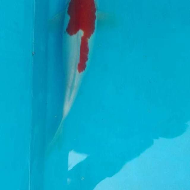 kohaku
