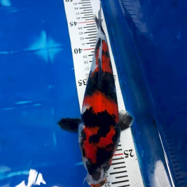 Showa, 25cm