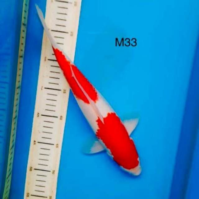 Nidan kohaku M33cm