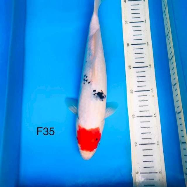 Tancho sanke F35cm