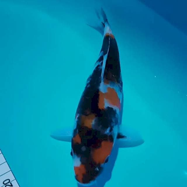 Sowa 23 cm
