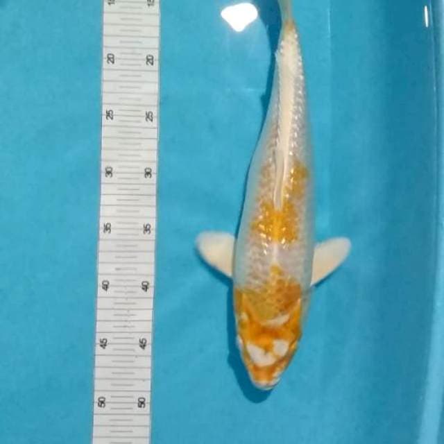 Hariwake ginrin munuk 39cm