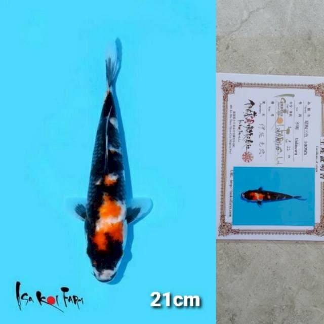 Isa Showa 21cm certi