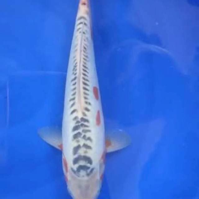 HANASUSUI~31CM
