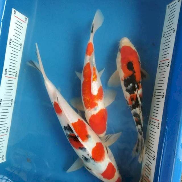 Sk mix