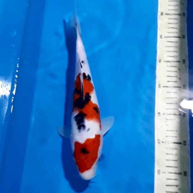 SANKE 32 CM