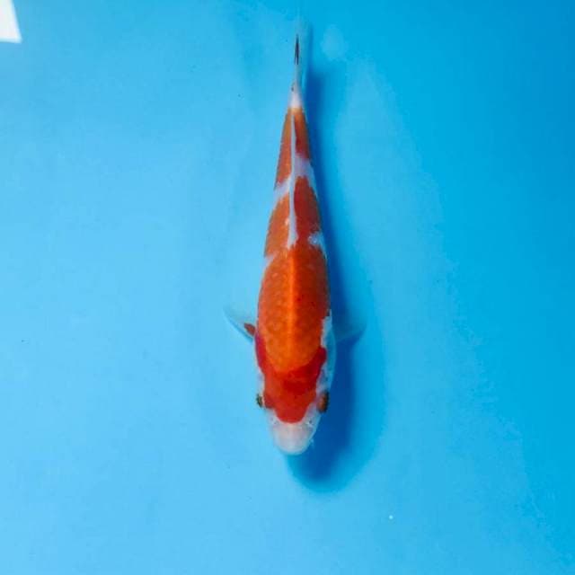 Kohaku, 15 cm