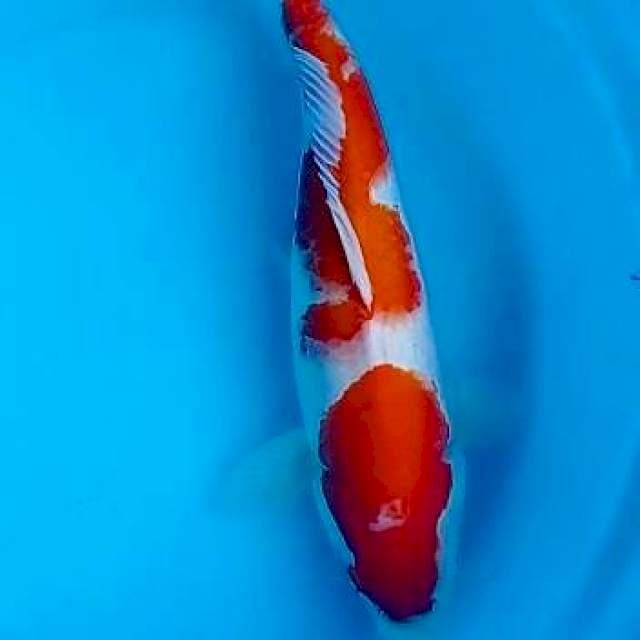 2 step 45cm Female