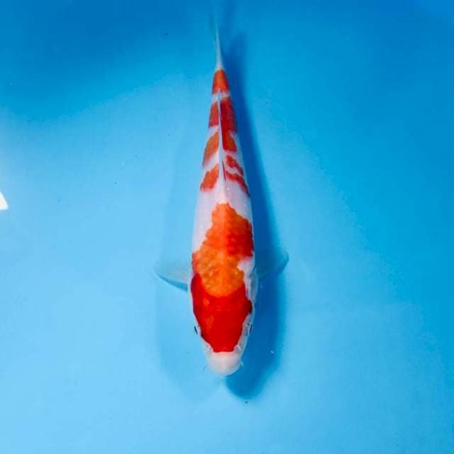 Kohaku, 18 cm