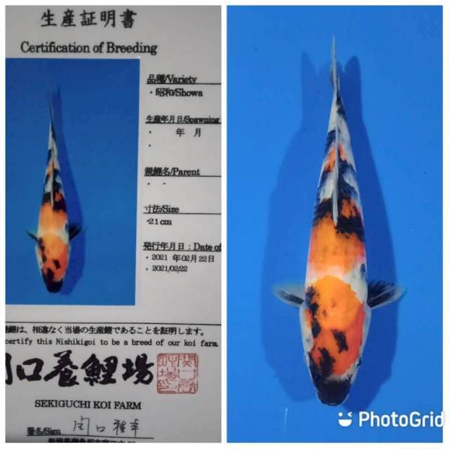 Showa sekiguchi