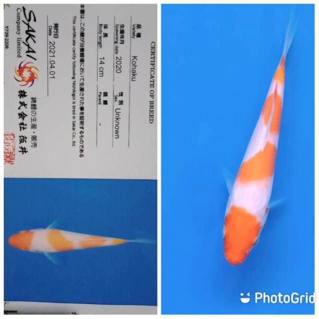Kohaku sakai tosai