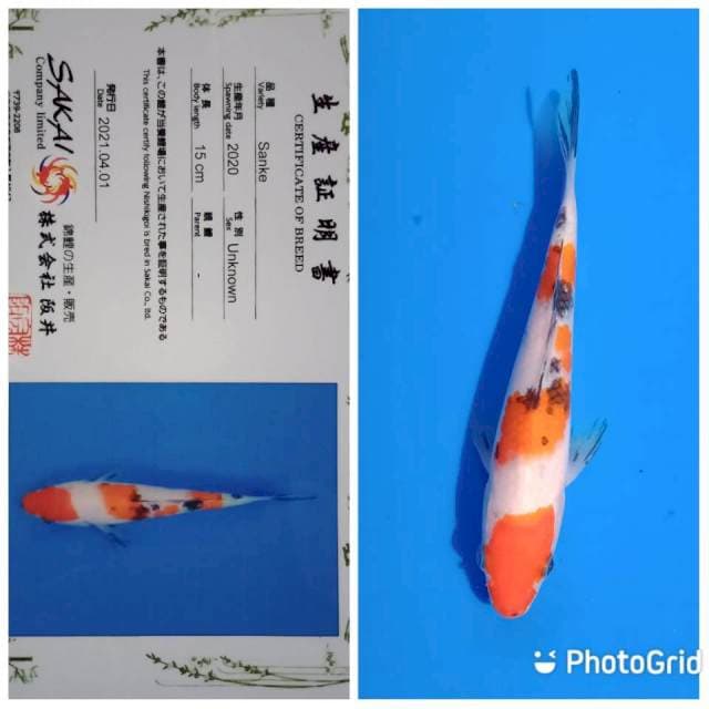 Sanke sakai