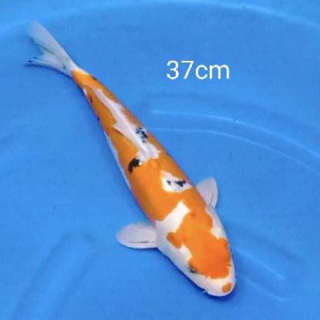 Sanke doitsu murni 37cm
