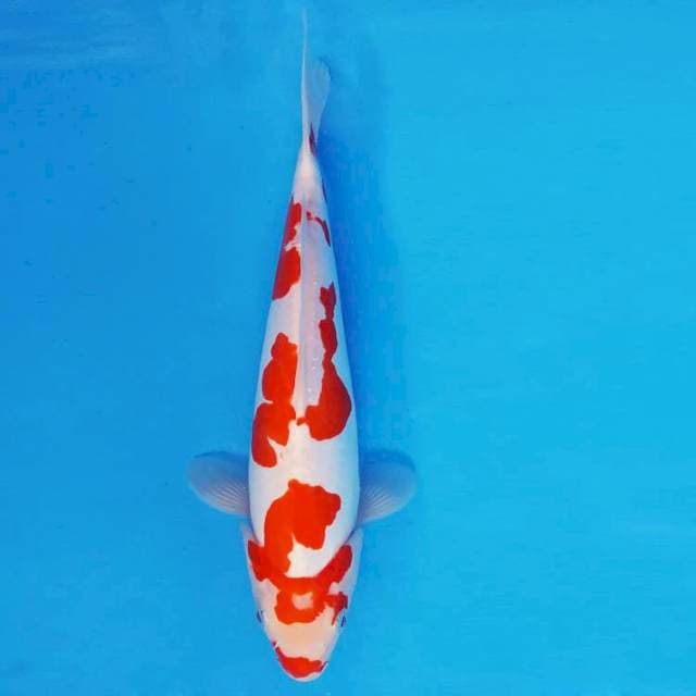 MEIJI 3 - KOHAKU DOITSU MURNI ®