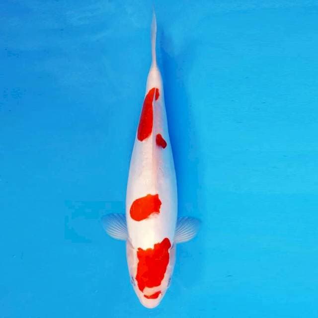 MEIJI 12 - KOHAKU DOITSU ®