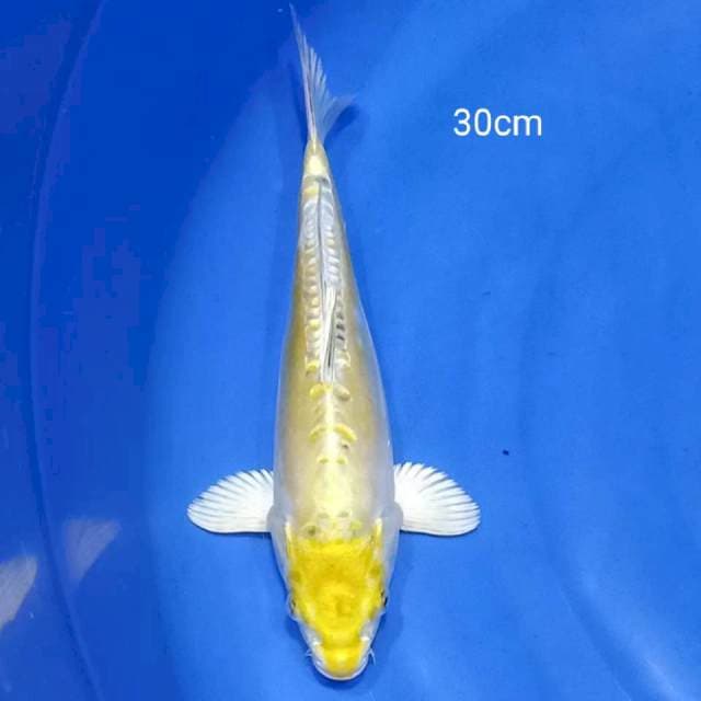 Antik doitsu 30cm