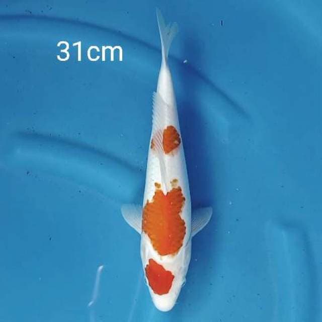 Maruthen Kohaku 31cm
